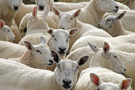 photo of white sheeps thumbnail