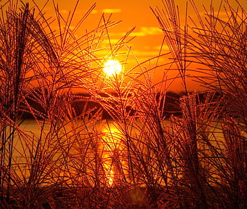 green plant sunset thumbnail