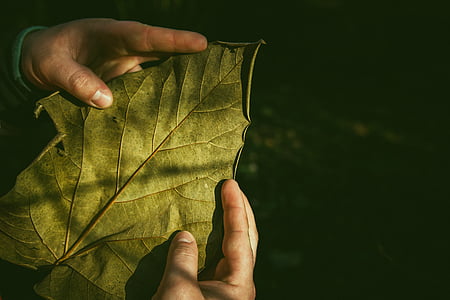 person holding green leaf thumbnail