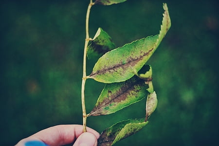 person holding green leafed plant thumbnail