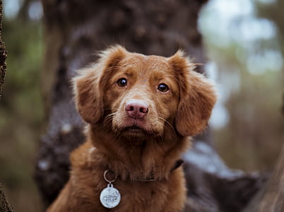 shallow depth of field photography of Nova Scotia duck tolling retriever thumbnail