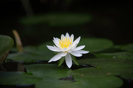 shallow focus photography of white and yellow waterlily flower thumbnail