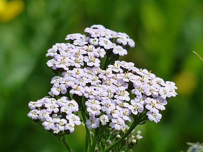 focus photo of white flowers thumbnail