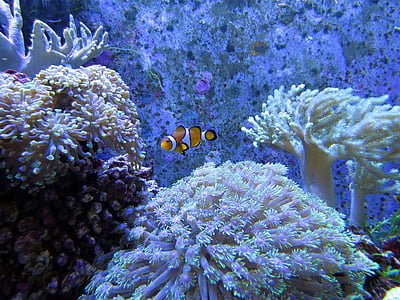 clown fish swimming near corals thumbnail