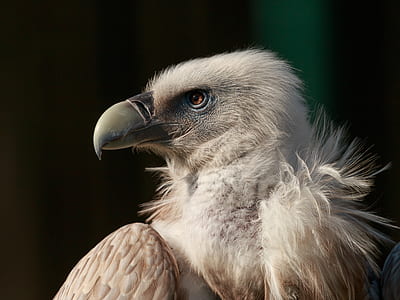 selective focus photography of eagle thumbnail