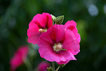 pink hollyhock flower in selective focus photography thumbnail