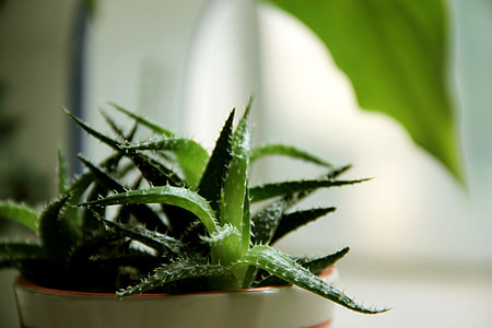 green succulent plants on white pot thumbnail