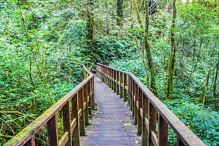 Photograph of Brown Wooden Bridge thumbnail