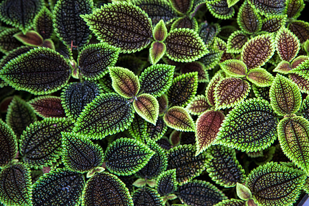 black-and-green leafed plants thumbnail