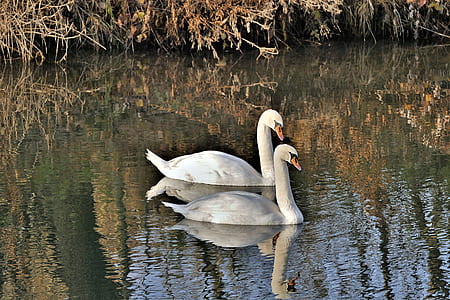 two white swans on water thumbnail