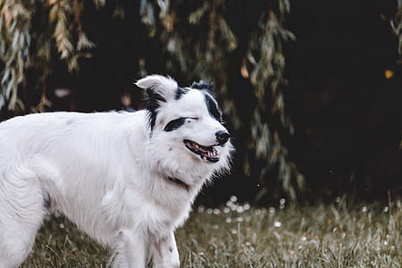 Adult White and Black Australian Shepherd thumbnail