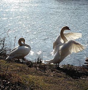 two white geese on ground beside body of water at daytime thumbnail