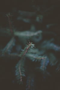 Green and Red Trees thumbnail