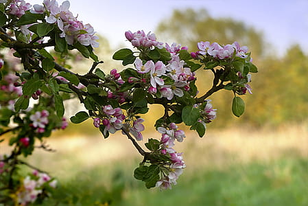 close-up photo of apple blossoms at daytime thumbnail