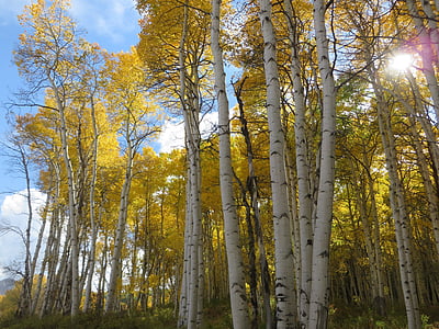 birch tree forest under cloudy sky thumbnail