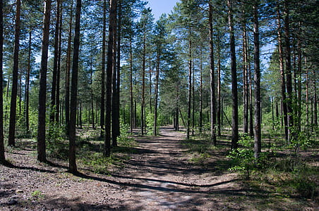 forest during daytime thumbnail