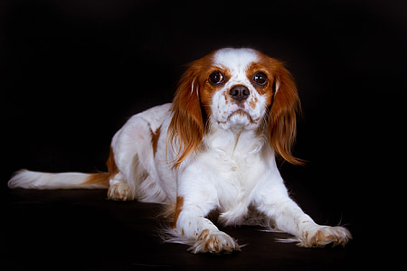 adult white and brown Cavalier King Charles Spaniel thumbnail