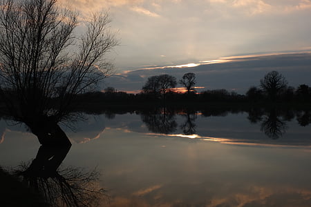 silhouette of bare tree near body of water thumbnail