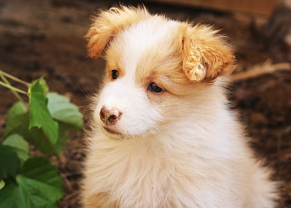 white and brown puppy thumbnail