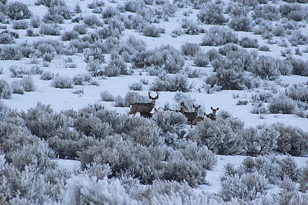 Herd of Deer on Bush thumbnail