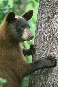 brown and black bear standing near tree thumbnail