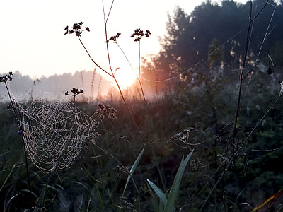 spiderweb during sunrise thumbnail