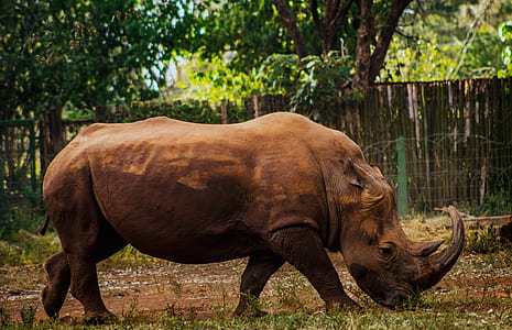 brown rhinoceros standing on grass field during daytime thumbnail