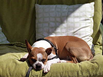 tan and white American Bulldog lying on green sofa thumbnail