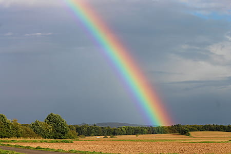 green leafed trees and rainbow during day time thumbnail