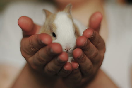 selective focus photography of person holding hamster thumbnail