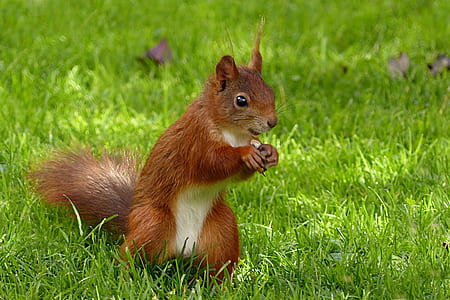 brown squirrel in green open field duringdaytime thumbnail
