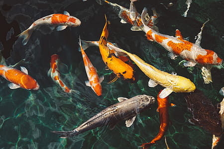 Orange and White Koi Fish Near Yellow Koi Fish thumbnail