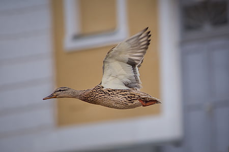 closeup photo of brown flying duck thumbnail