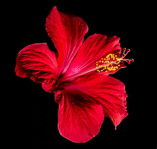 red hibiscus thumbnail