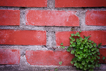 green leaf plant in red concrete wall thumbnail