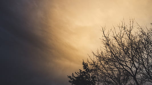 Bare Tree thumbnail