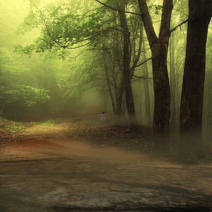 white and black wolf near tall trees on foggy forest thumbnail