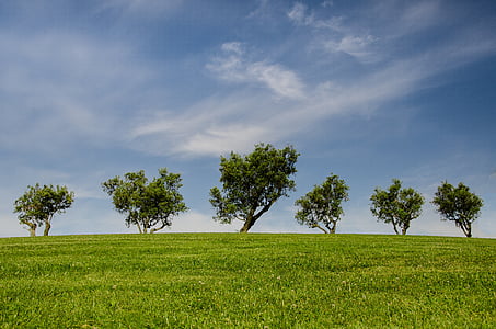 green grass field with trees thumbnail