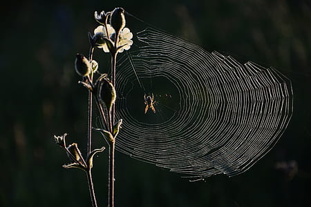brown and black spider on web thumbnail