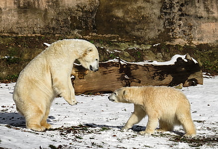 two polar bears standing on top of white snow thumbnail