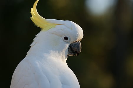 closeup photo of white parrot thumbnail