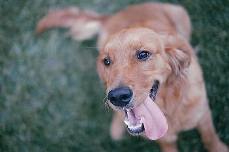 photo of golden retriever puppy thumbnail
