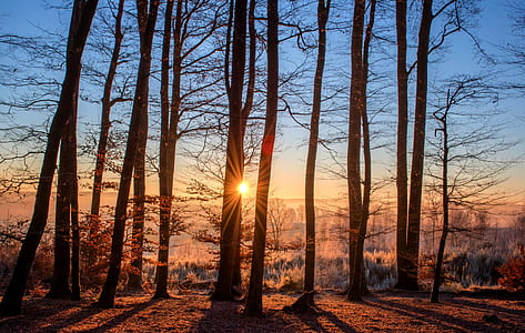 light, dawn, landscape, nature thumbnail