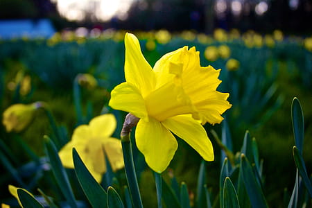 Bokeh Photography of Yellow Flower thumbnail