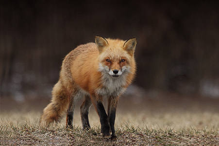 brown fox walking in forest during daytime thumbnail