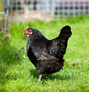 black hen standing outdoors thumbnail