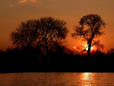 silhoutte of bare trees during sunset thumbnail