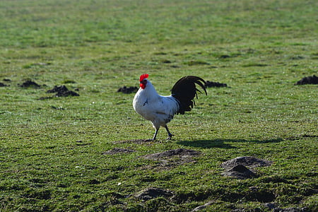 white and black chicken on green grass field during daytime thumbnail