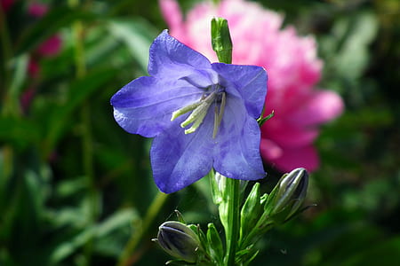 blue balloon flower in selective focus photography thumbnail