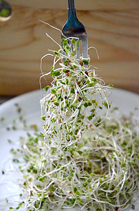 Broccoli Sprouts, Super Food thumbnail